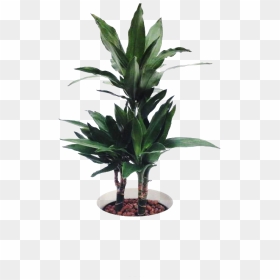 Tropical Ornamental Plants - Houseplant, HD Png Download - tropical plants png