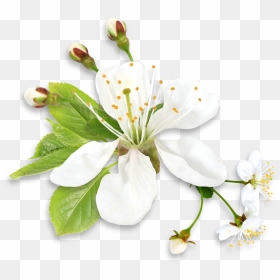Spring Flower Png, Transparent Png - spring flower png