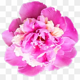 Peony Transparent Png - Bhavpurna Shraddhanjali Flower Png, Png Download - peony png