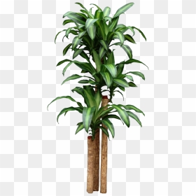 Corn Dracaena Getting Too Tall Start New Plants By - Big Do Corn Plants Get, HD Png Download - tropical plants png
