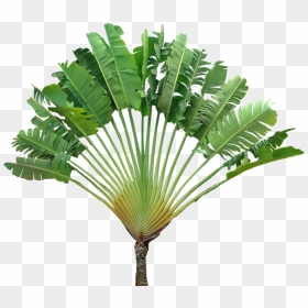 Ravenala Png, Transparent Png - tropical plants png