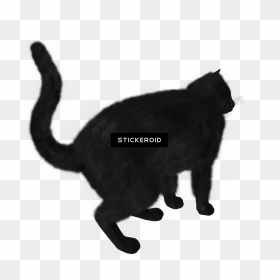 Transparent Black Cat Silhouette Png - Black Cat, Png Download - cat silhouette png