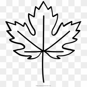 Maple Leaf Coloring Page Pages - Clip Art, HD Png Download - leafs png