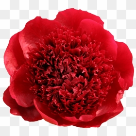 Peony, HD Png Download - peony png