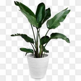 Indoors Tropical Plant Png , Png Download - Plants Cut Out Png, Transparent Png - tropical plants png