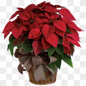Classic Poinsettia - Poinsettia In A Pot, HD Png Download - poinsettia png
