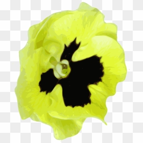 Pansy, HD Png Download - spring flower png