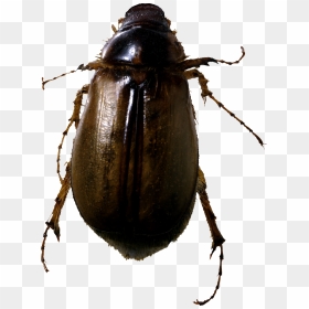 Roach Bug Png Image - Bug Png, Transparent Png - bug png