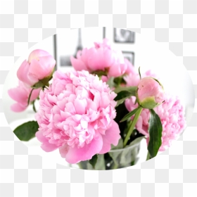 Go To Image - Common Peony, HD Png Download - peony png