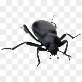 Bugs Png Images Free Pictures, Bug Png - Bug Png, Transparent Png - bug png