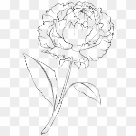 Drawn Peony Flower Png - Simple Peony Flower Drawing, Transparent Png - flower drawing png