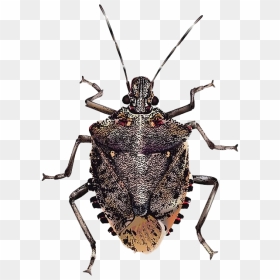 True Bug Insect Png Image - Brown Marmorated Stink Bug, Transparent Png - bug png