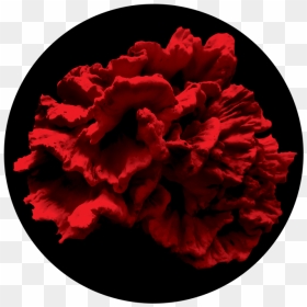 Single Coral Reef, HD Png Download - peony png