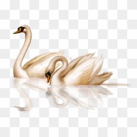 Swan Png, Transparent Png - swimming png