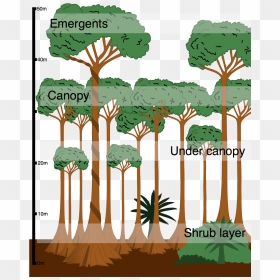 Layers Of A Rainforest Diagram, HD Png Download - tropical plants png