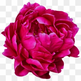 Peony, HD Png Download - peony png
