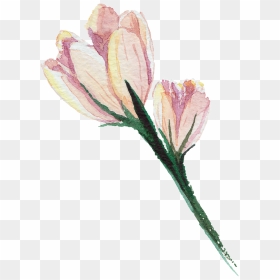 Pink Hand Painted Watercolor Transparent Flower - Artificial Flower, HD Png Download - flower drawing png