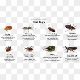 True Bug Png Transparent Hd Photo - Weevil, Png Download - bug png