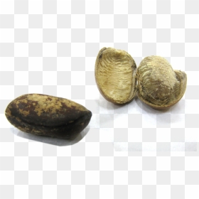 Monodora Myristica Seeds - Monodora Myristica, HD Png Download - seed png