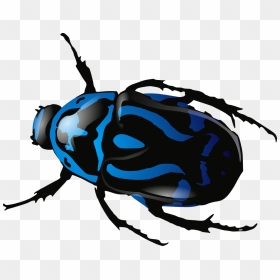 Beetle Insect Bug - Black And Blue Beetle, HD Png Download - bug png