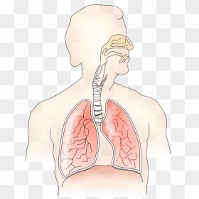 Smoking Weed With Asthma - Respiratory System Without Label, HD Png Download - smoking blunt png