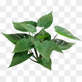 Leaves - Houseplant, HD Png Download - leafs png