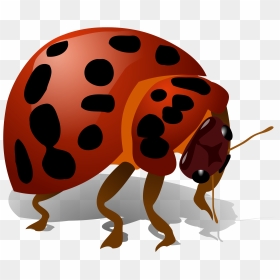 Download Beetle Bug Png - Bug Clip Art, Transparent Png - bug png