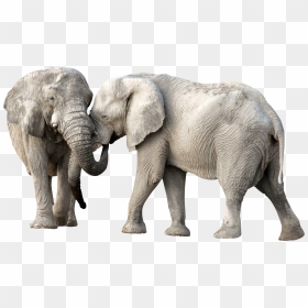 Elephant Fight Png - Elephants Png, Transparent Png - fight png