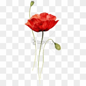 Free Png Red Poppy Watercolor Tattoo Png Image With - Red Flower Watercolor Png, Transparent Png - flower drawing png