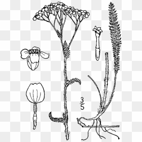Yarrow Plant Life Cycle, HD Png Download - flower drawing png