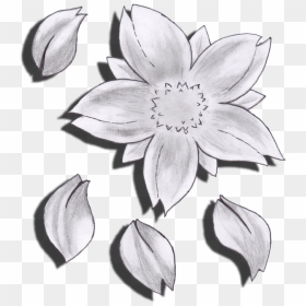 Drawn Flower Cherry Blossom - Cherry Blossom Flowers Drawing, HD Png Download - flower drawing png