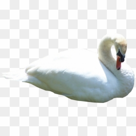 Duck Image Hd Png, Transparent Png - swimming png