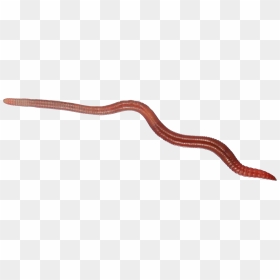 Earthworm Worm Png - Transparent Background Worm Png, Png Download - worm png