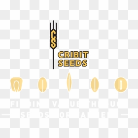 Calligraphy, HD Png Download - seed png