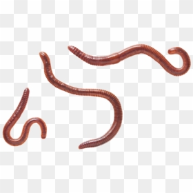Worm Earthworm Background Transparent Worms - Worms Png, Png Download - worm png