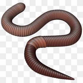 Earthworm Worm Png - Worm Png, Transparent Png - worm png