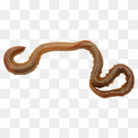 Earthworm Worm Png - Annelid Transparent, Png Download - worm png