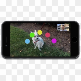 Dog Catches Something, HD Png Download - facetime png