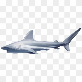 Realistic Shark Png Clipart - Shark Png, Transparent Png - underwater png
