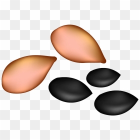 Nut Clipart Oil Seed - Watermelon Seed Clipart, HD Png Download - seed png