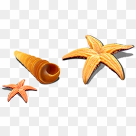 Starfish Seashell Sea Snail Seafood - Seashells Starfish Png, Transparent Png - moana clipart png