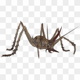 Transparent Cricket Bug Png - Insect, Png Download - bug png
