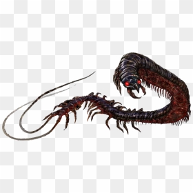Dungeons And Dragons Giant Centipede, HD Png Download - worm png