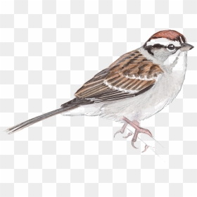 Sparrow Png Transparent Images Clipart , Png Download - Sparrow Png Transparent, Png Download - jack sparrow png