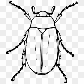 June At Getdrawings - Black And White Beetle Clipart, HD Png Download - bug png