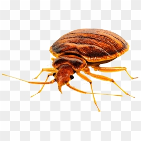 Bed Bug Png Free Download - Bed Bug Head, Transparent Png - bug png