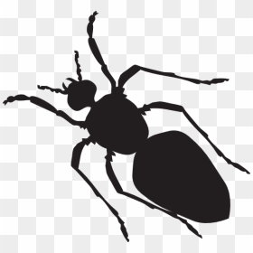 Transparent Ant Clip Art - Cartoon Ants With Transparent Background Png, Png Download - bug png