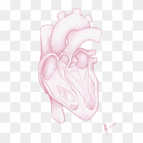 Red Heart, HD Png Download - heart drawing png