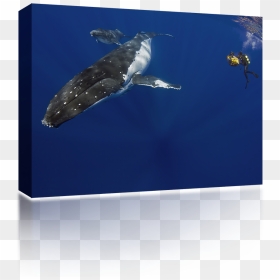 Humpback Whale Diver - Ballena Jorobada Y Buzos, HD Png Download - underwater png