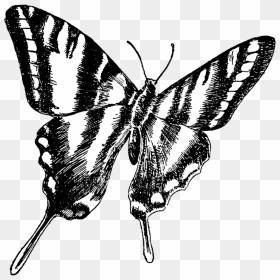 Transparent Background Butterfly Drawings Png, Png Download - drawing png